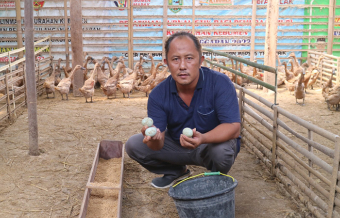 PANEN : Juniadi Prasetyo menunjukkan telur bebek hasil ternak. Warga Kelurahan Bumirejo, Kecamatan Kebumen itu sukses beeternak bebek petelur dengan omzet puluhan juta.