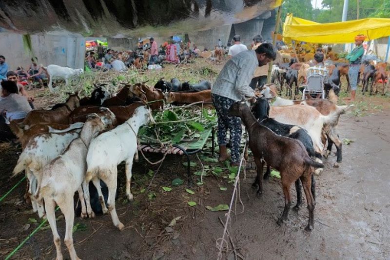 Ilustrasi Kambing Kurban.