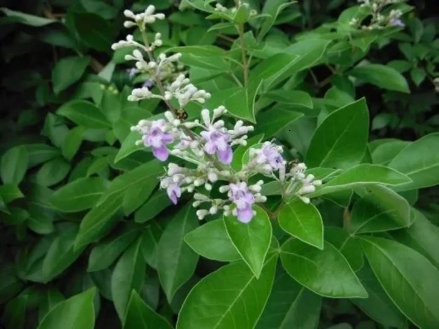 Daun Legundi