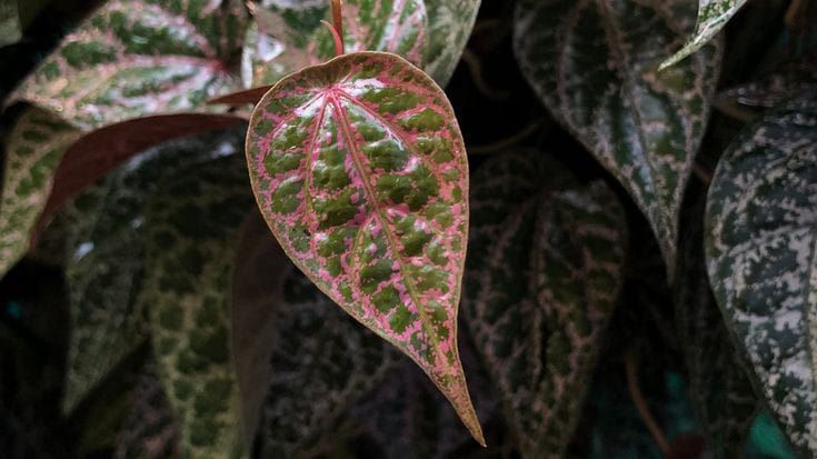 Daun sirih merah telah dikenal sejak lama sebagai bahan obat alami yang memiliki berbagai khasiat.