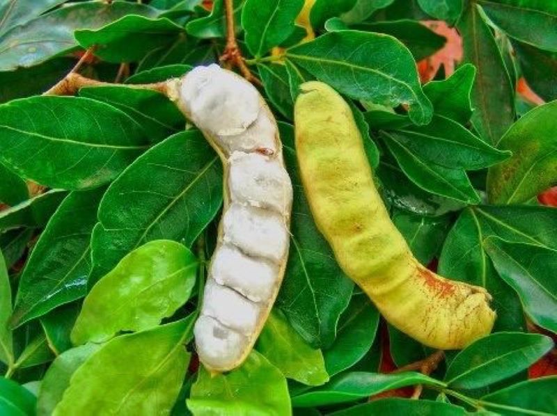 Buah Salju dan alasan mengapa hanya tumbuh di Bali.
