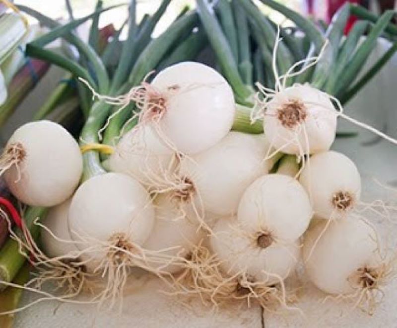 Dibalik bentuknya yang unik, bawang putih tunggal mengandung beragam nutrisi yang bermanfaat bagi kesehatan tubuh.