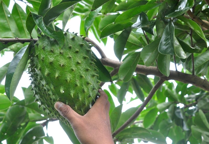 Memetik buah sirsak. Buah Sirsak kaya manfaat bagi kesehatan.