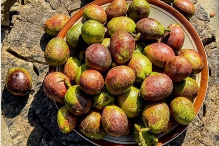 Buah matoa.