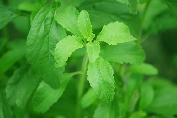 Ilustrasi wujud daun stevia