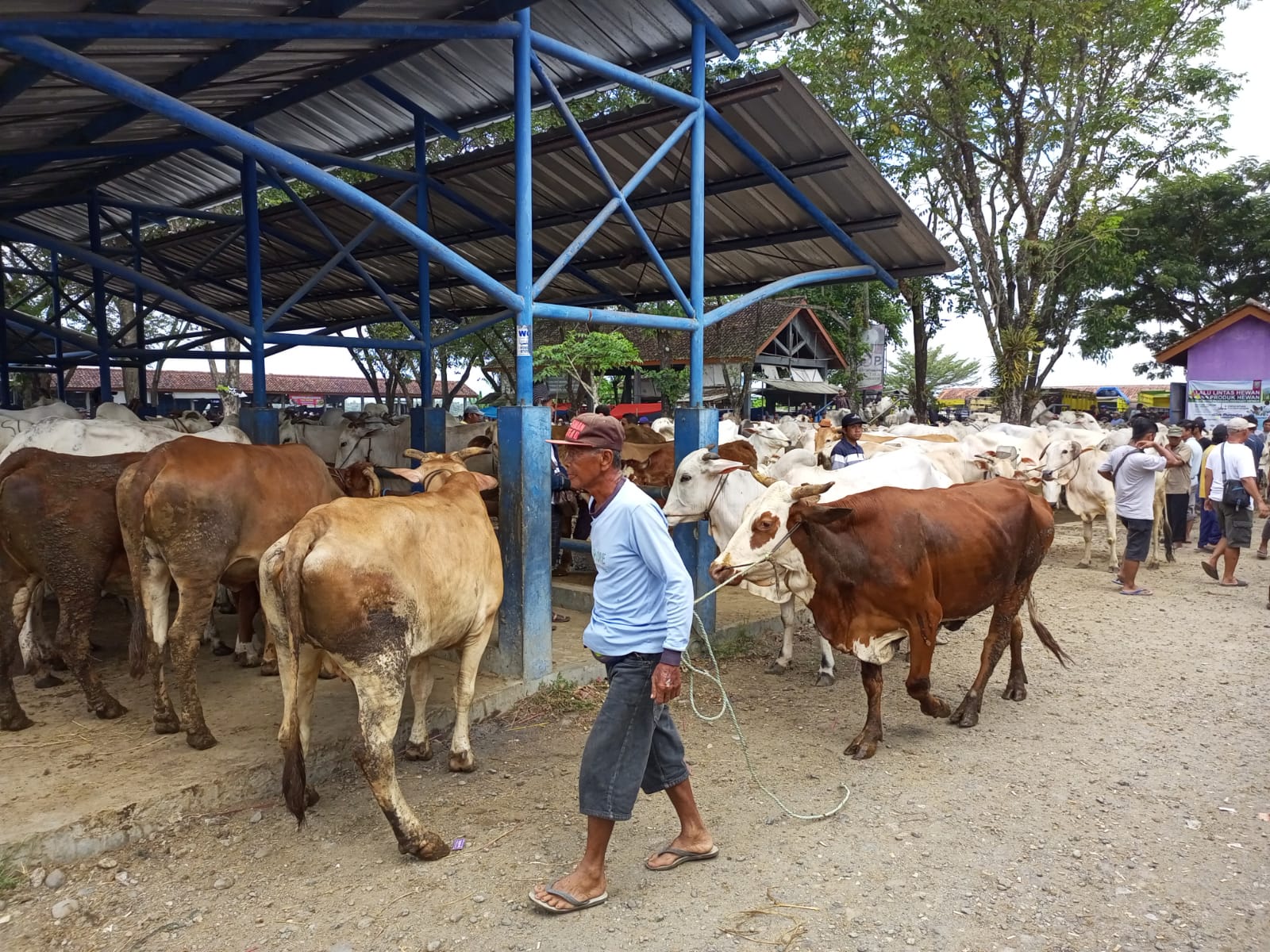 TUNGGU PEMBELI : Penjual hewan ternak di Pasar Hewan Argopeni, Kebumen menyebut permintaan hewan kurban hingga kini masih cenderung sepi. (M Hafied/Radar Jogja)
