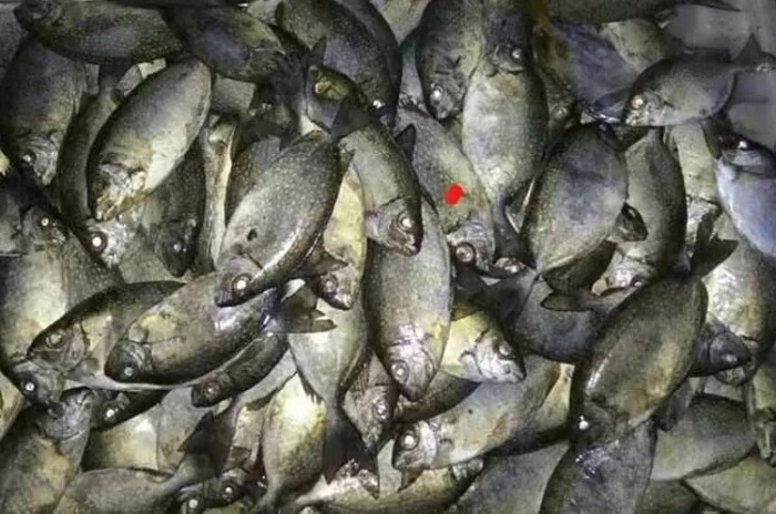 Ikan Dingkis atau Baronang.