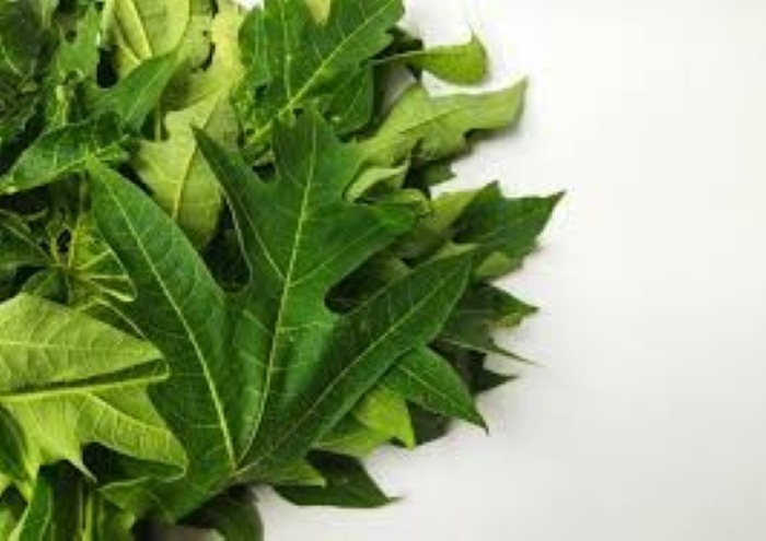 Manfaat Daun Pepaya Bagi Kebugaran Tubuh.