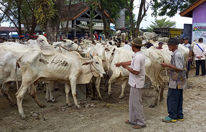 RAMAI : Aktivitas jual beli hewan ternak di Pasar Hewan Argopeni, Kebumen. Penjual hewan menyebut terjadi kenaikan harga jelang Idul Adha.