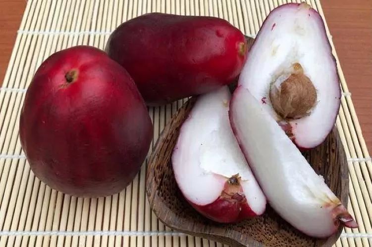 jambu jamaika