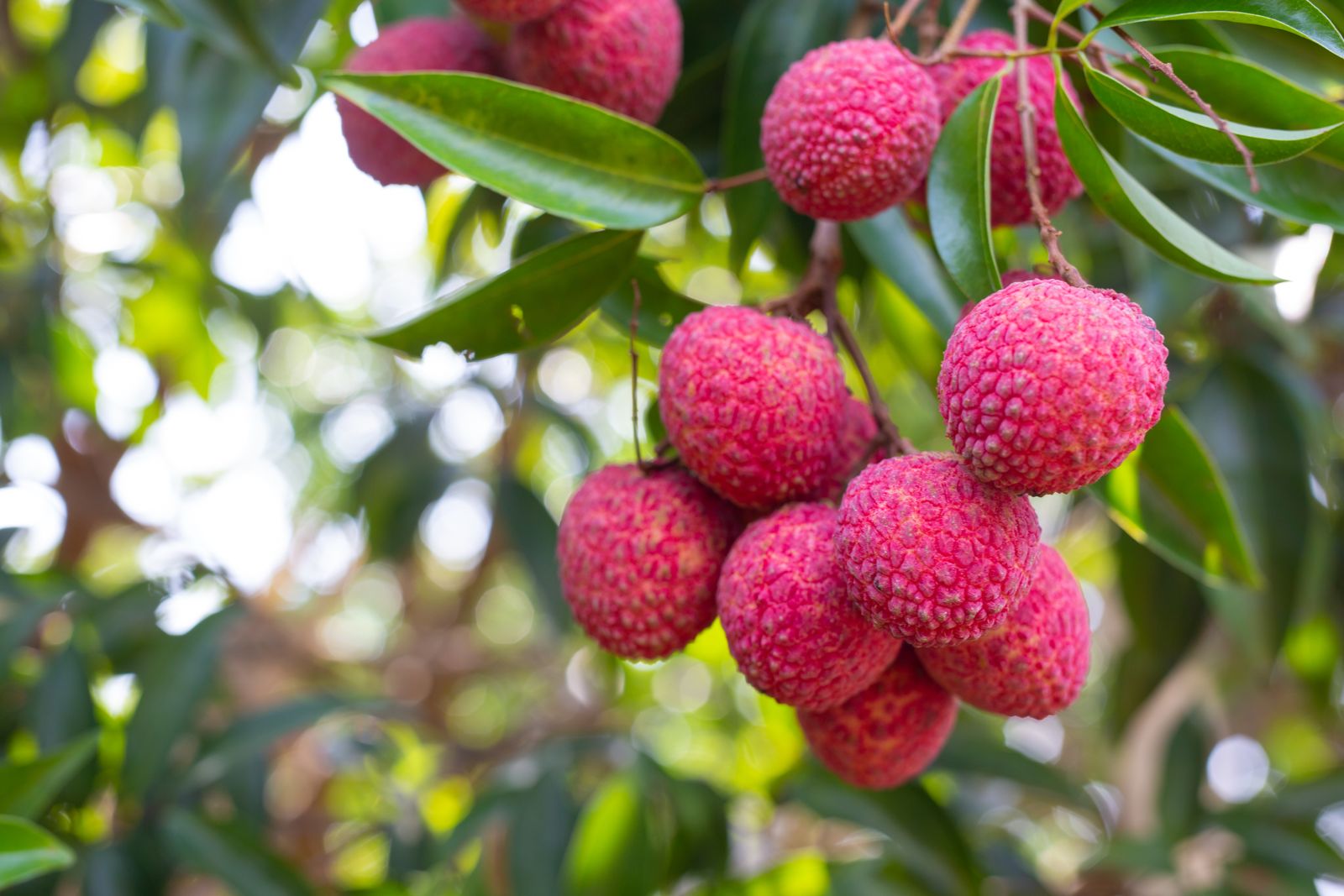 Buah Leci yang Masih Menggantung di Pohon