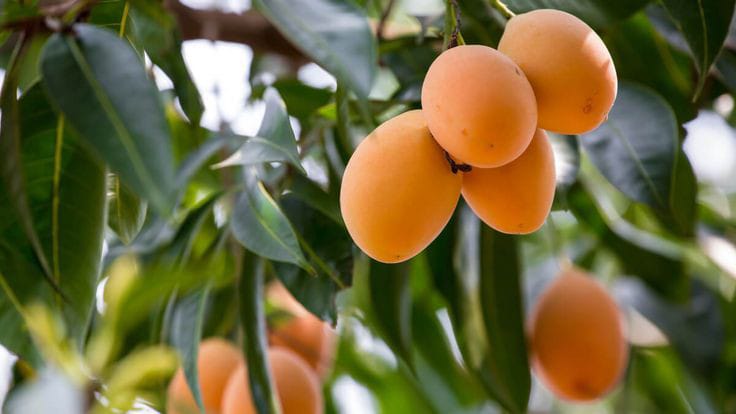 Buah gandaria.(pinterest )