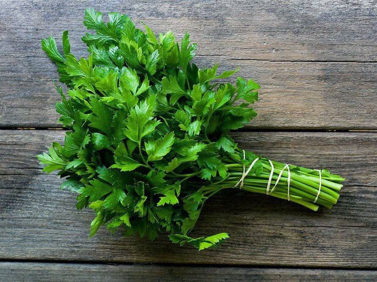 Daun seledri.( pinterest )