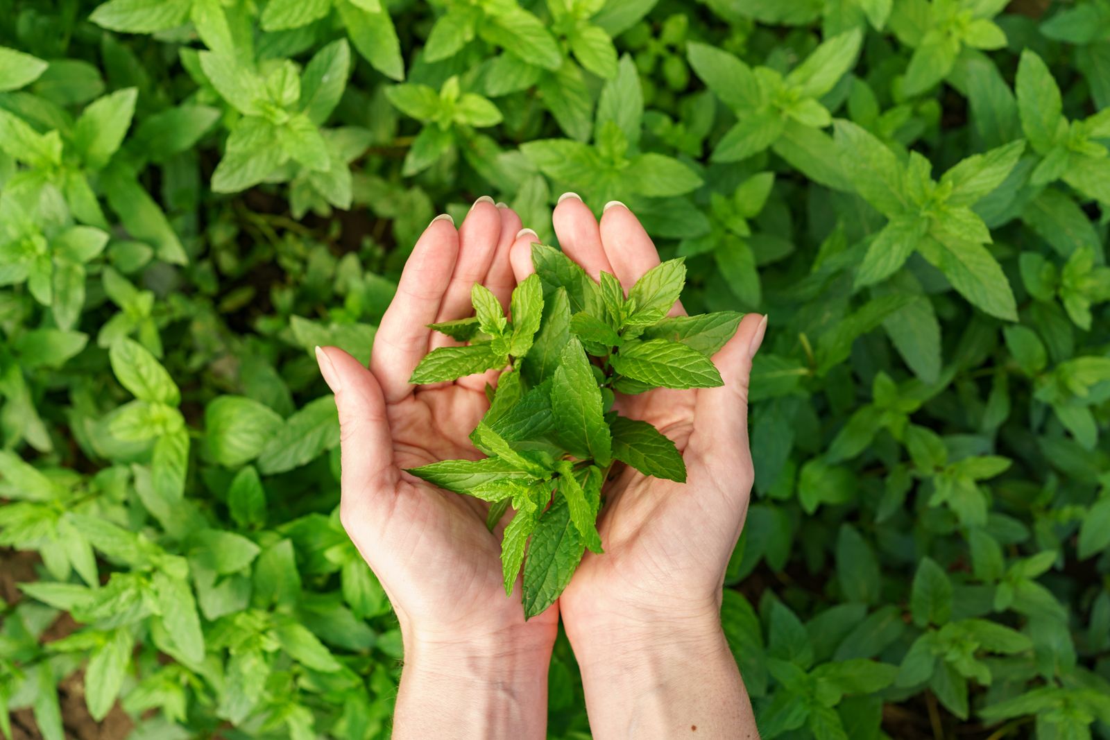 daun mint yang memiliki beragam manfaat yang jarang diketahui orang