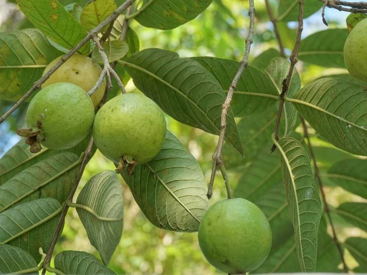 Daun jambu biji. (pinterest )