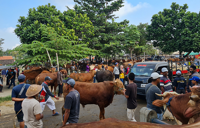 TUNGGU PEMBELI: Situasi pasar hewan Muntilan, Jumat (7/6). Para pedagang mengeluhkan jumlah pembelian hewan kurban yang menurun jika dibandingkan tahun lalu.