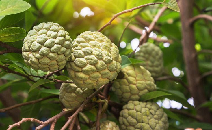 Buah srikaya. (pinterest )