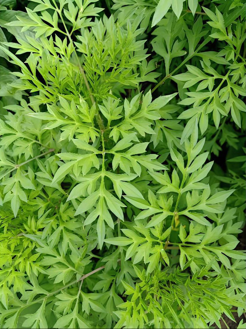 Daun kenikir segar