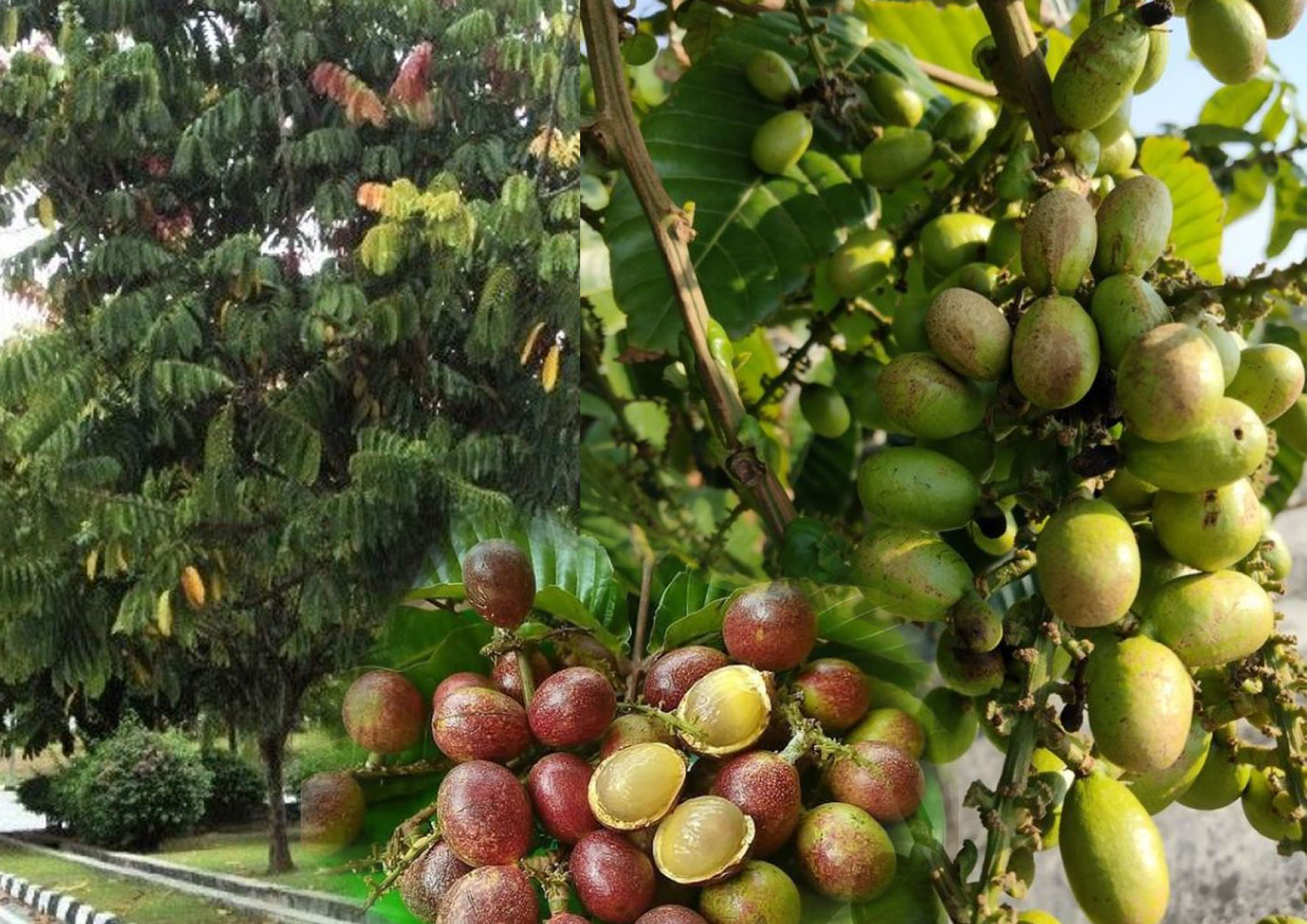 Buah dan pohon Matoa.