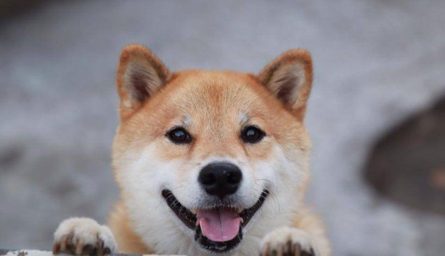 Anjing Shiba Inu
