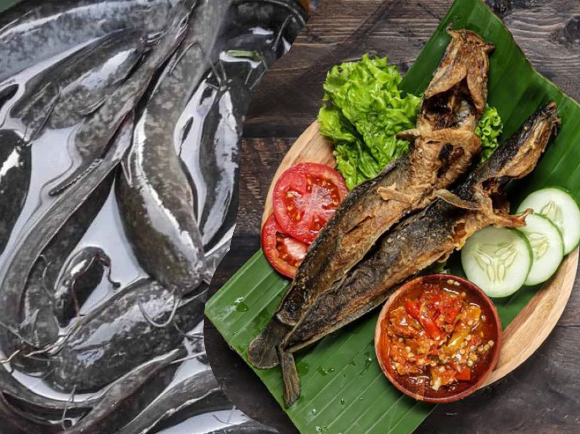 Mengkonsumsi ikan lele yang kaya manfaat, salah satunya mencegah stroke.