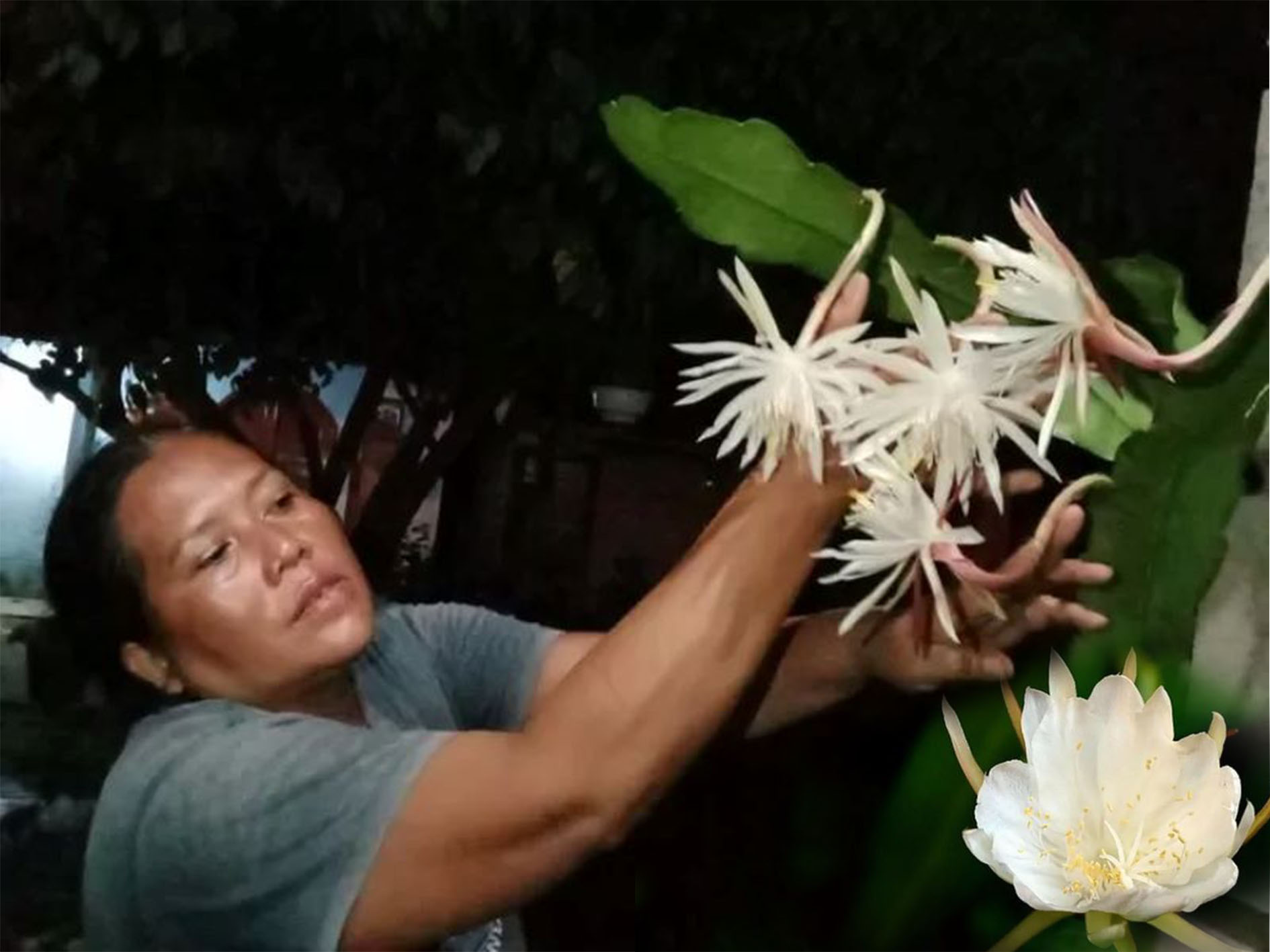 Memetik bunga Wijaya Kusuma.