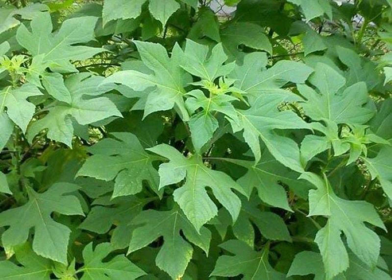 Daun Insulin dan manfaatnya.