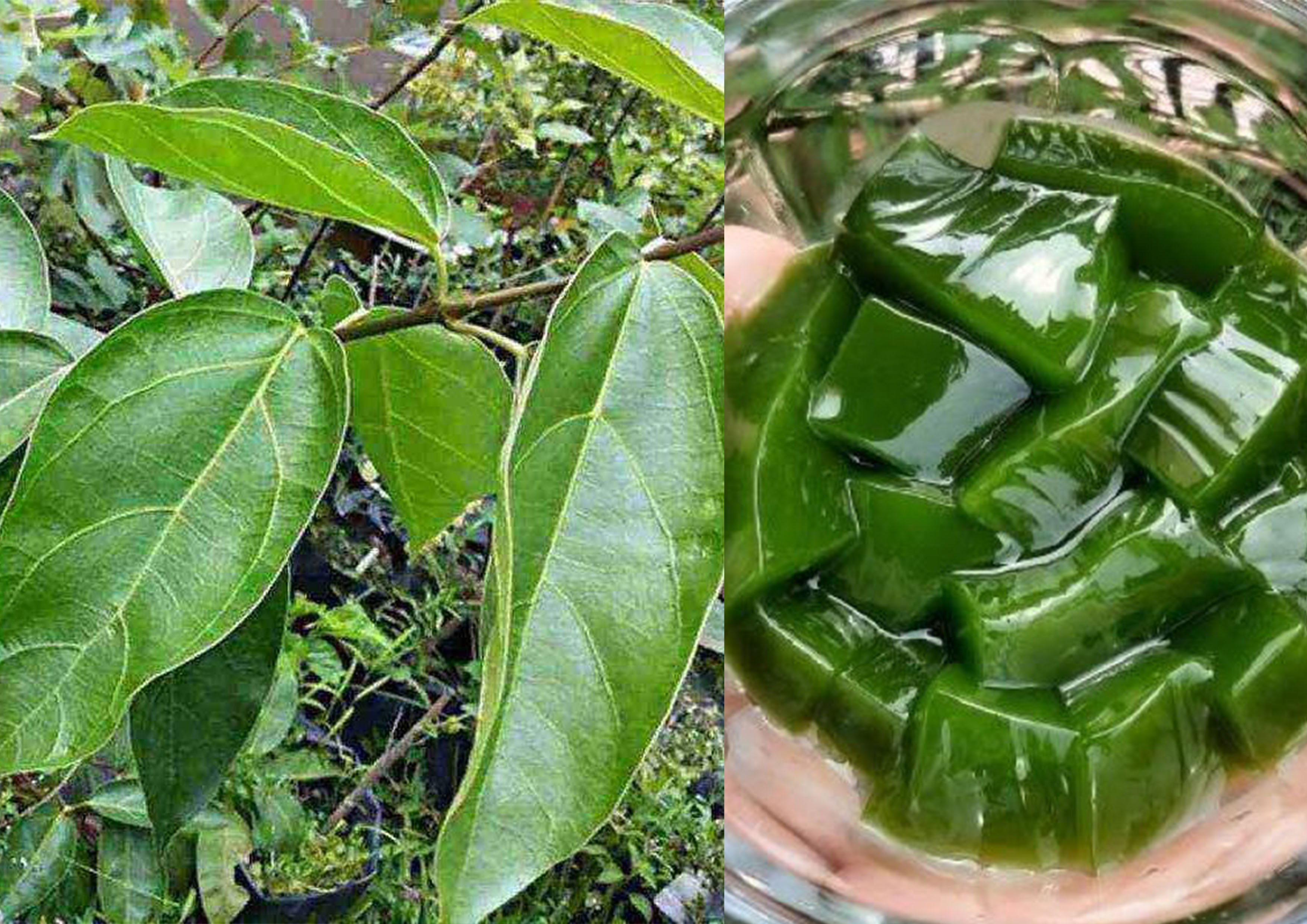 Daun cincau yang kaya akan manfaat.&nbsp;