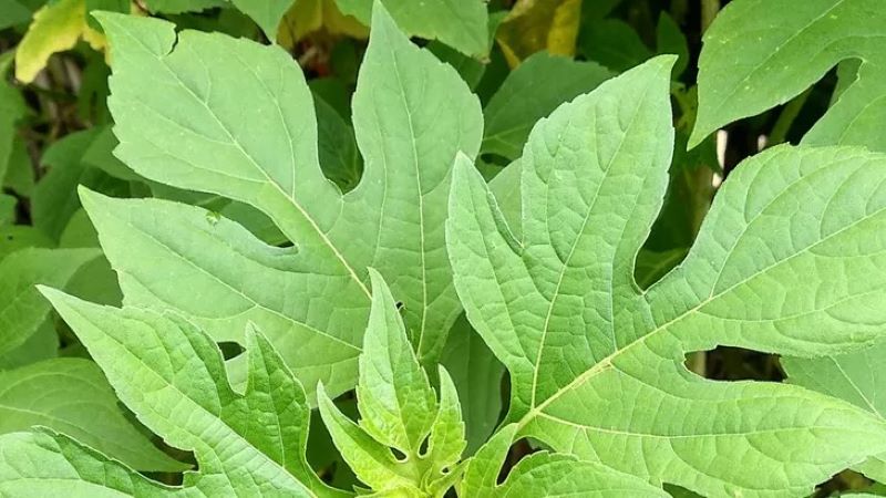 Daun Insulin dengan segudang khasiatnya.
