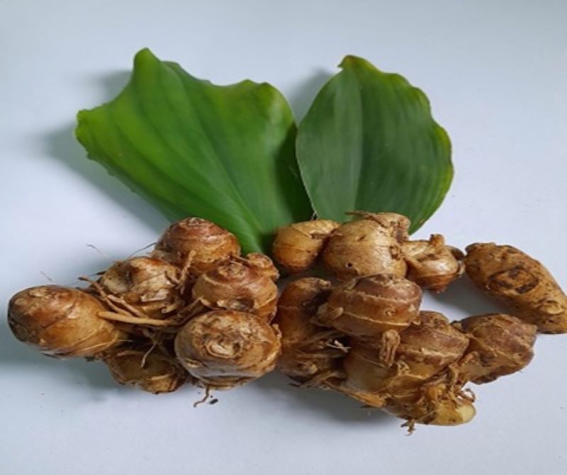 Kencur (Kaempferia galanga).