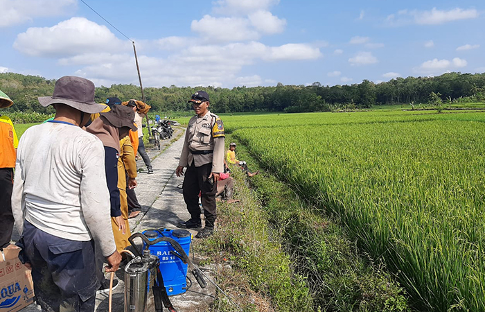 PERAN AKTIF : Aksi Bripka Warokhmat yang ikut melakukan pemberantasan hama wereng di Desa Jatipurus, Kecamatan Poncowarno. (Dokumentasi Polres Kebumen)