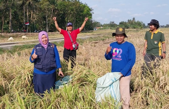 PPL Kecamatan Ngombol saat melakukan kegiatan ubinan di salah satu sawah di Kecamatan Ngombol.DKPP Purworejo untuk Radar Jogja