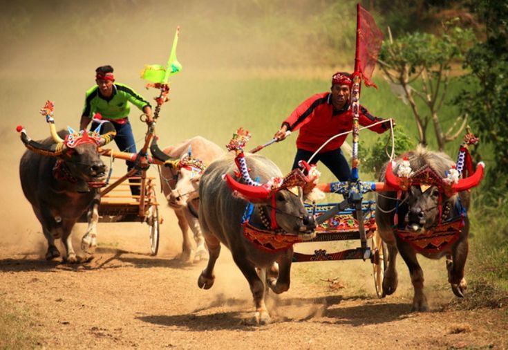 Karapan sapi yang terkenal dari Madura:  pinterest