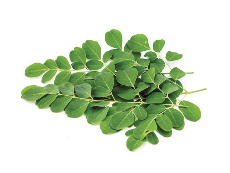 Ilustrasi daun kelor.