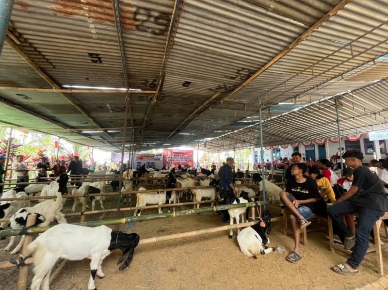 Suasana kontes Kambing Kaligesing di Dusun Jogowono, Donorejo, Kaligesing, pada Rabu (28/8/2024).