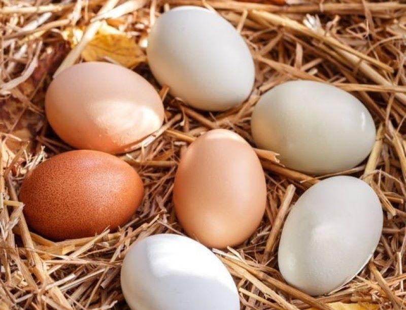 Telur ayam negeri dan telur ayam kampung.