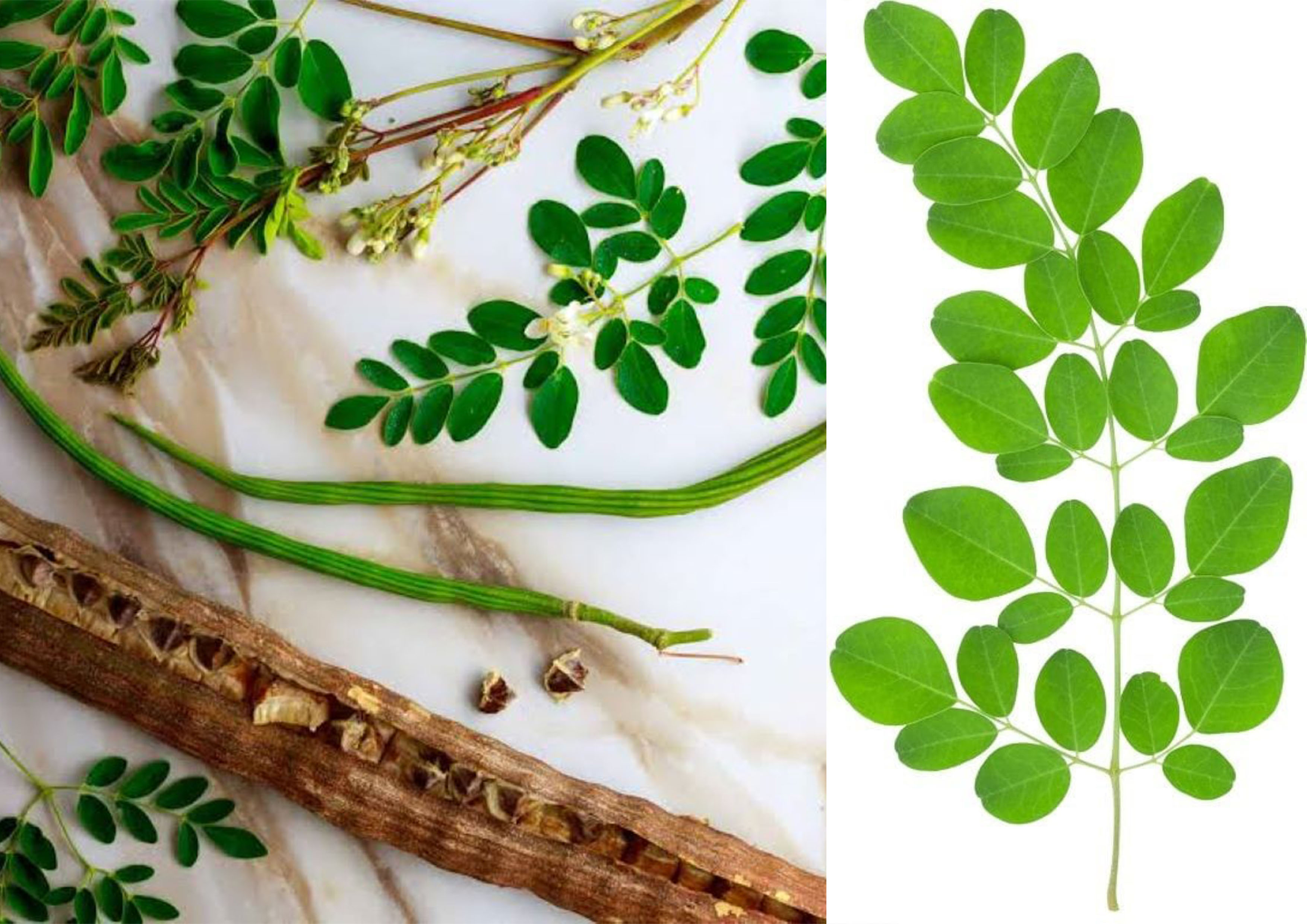 Daun kelor, superfood yang kaya nutrisi dan memiliki banyak manfaat bagi kesehatan.