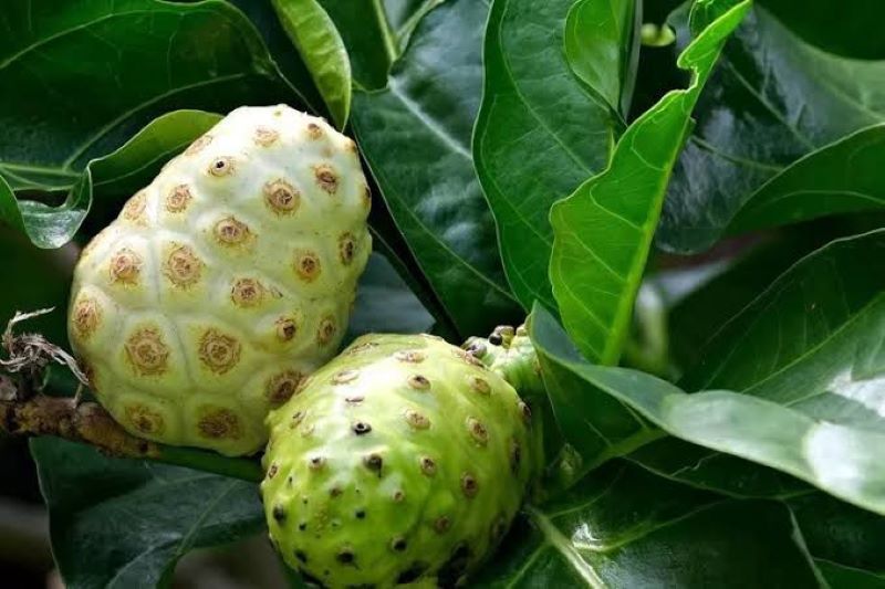 Mengkudu atau disebut buah pace.