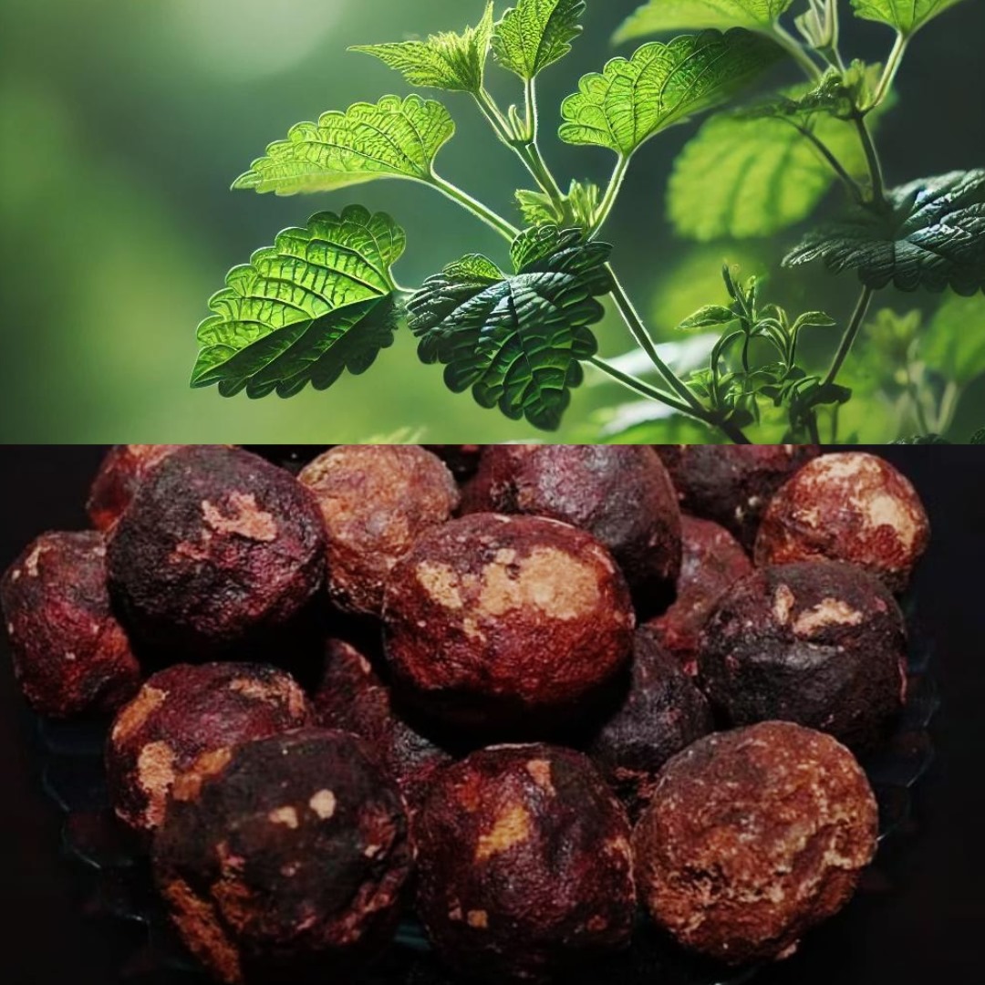 Kecil namun berkhasiat! Gambir herbal tradisional.