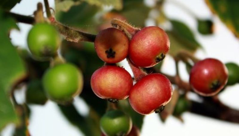 Ilustrasi gambar buah kersen.