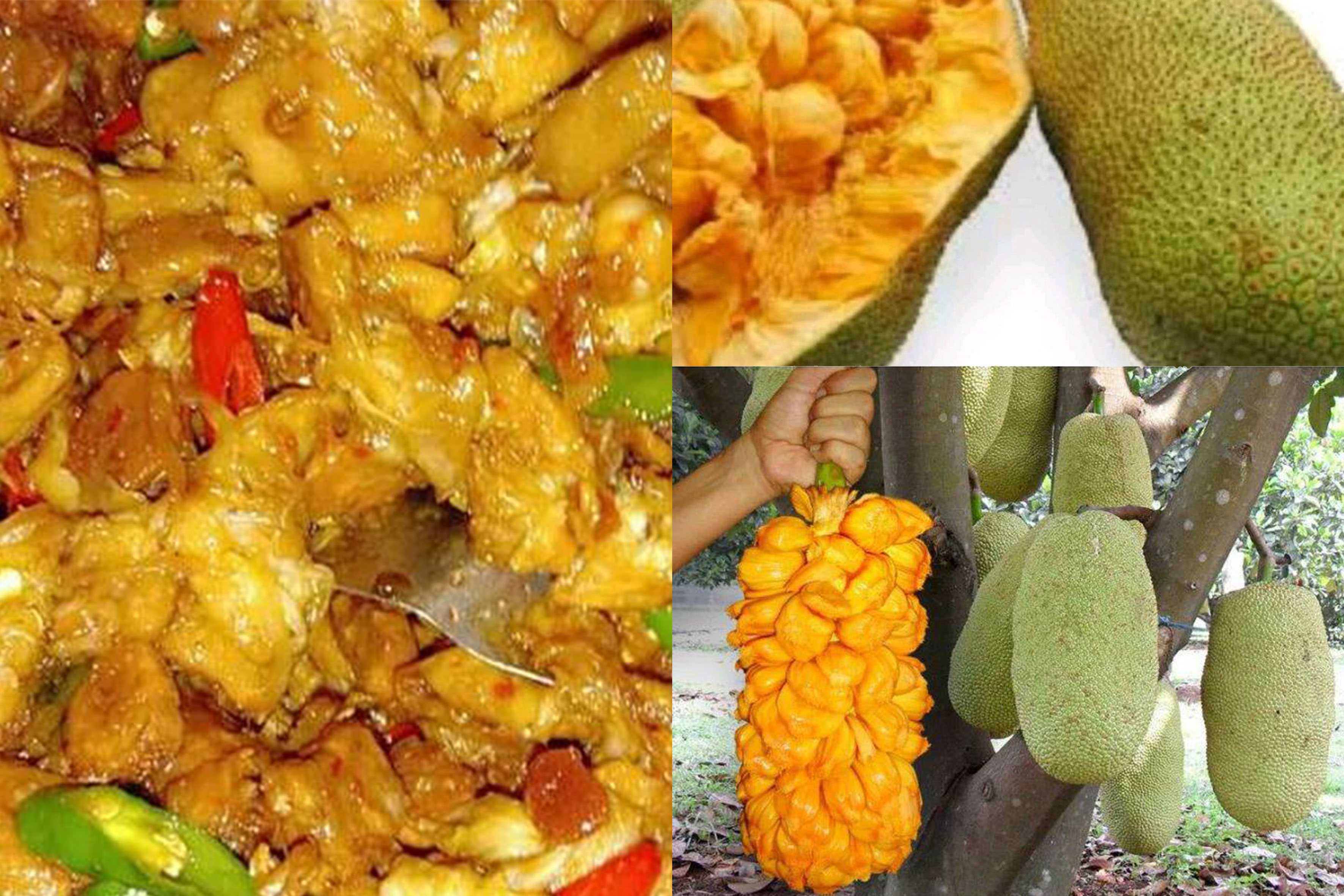 Olahan makanan berbahan dasar cempedak.