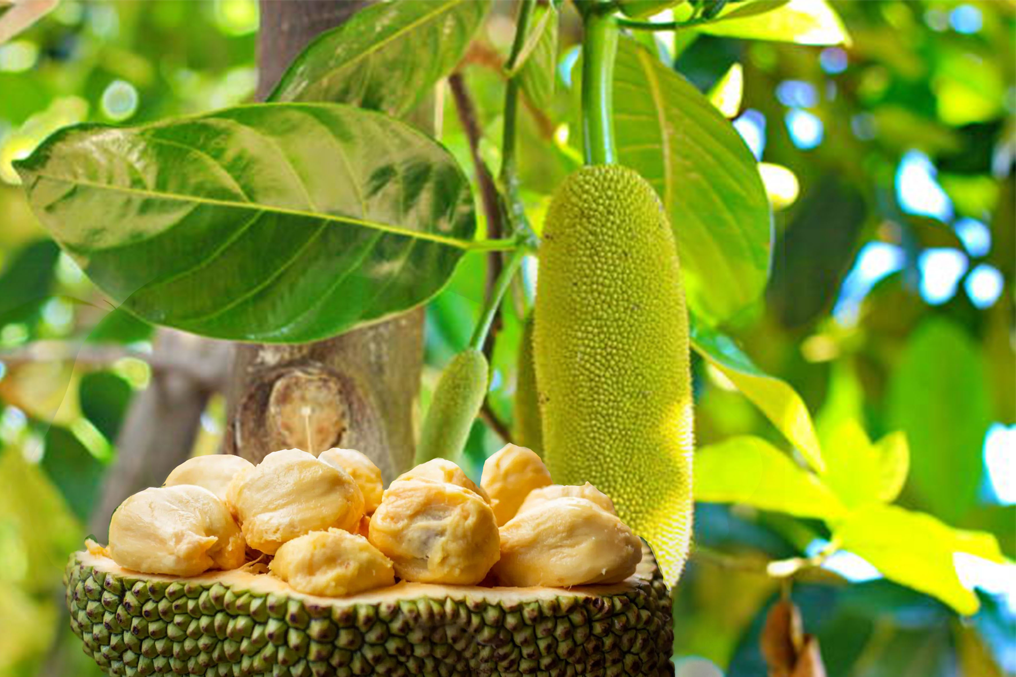 Mengkonsumsi buah cempedak dan beragam manfaatnya bagi kesehatan.