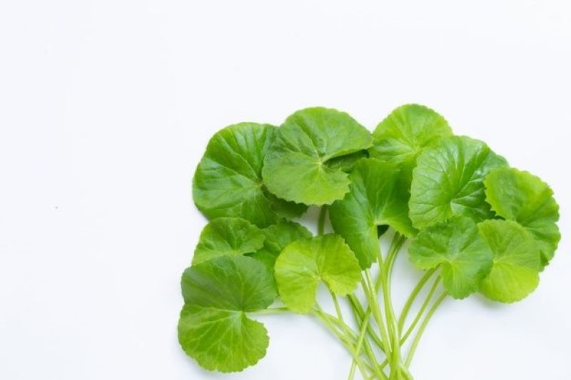 Tumbuhan Centella Asiatica atau Pagagan.