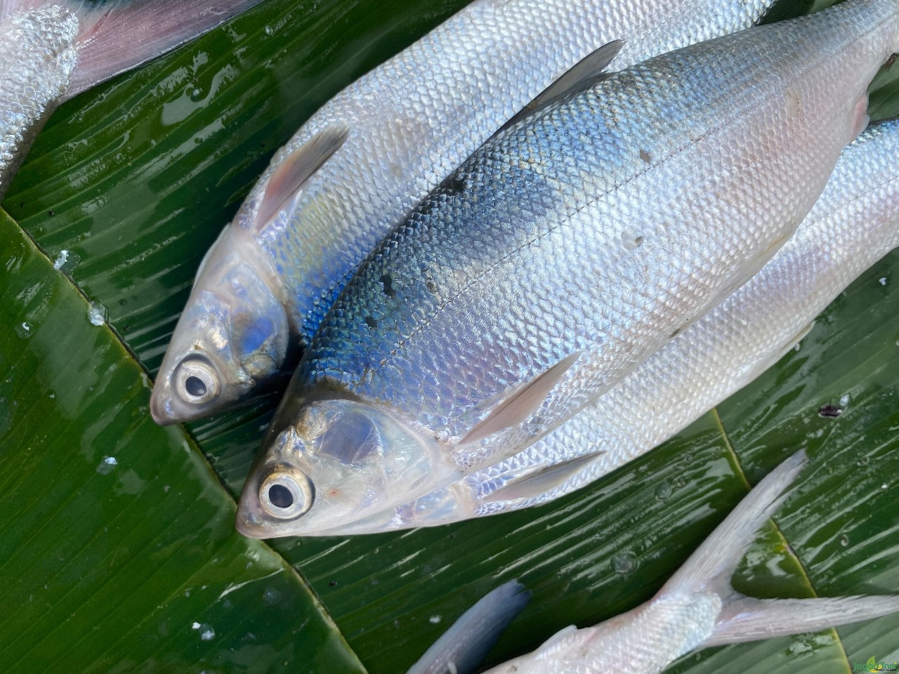 Ikan Bandeng dan khasiat bagi kesehatan tubuh.