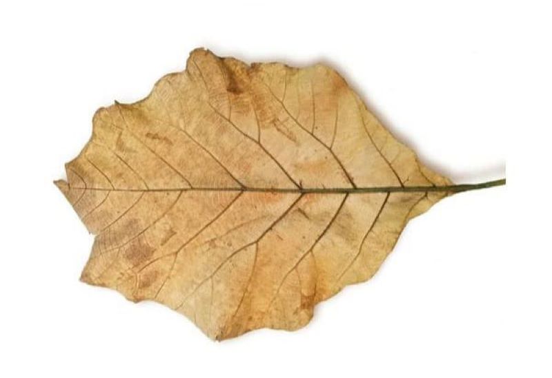 Penampakkan daun jati yang sudah kering. Foto : unggahan