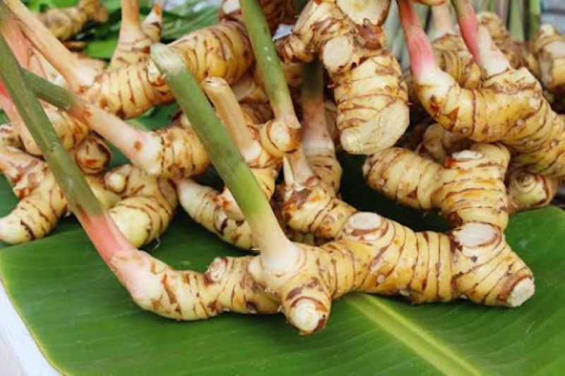 Lengkuas atau laos, bumbu dapur.