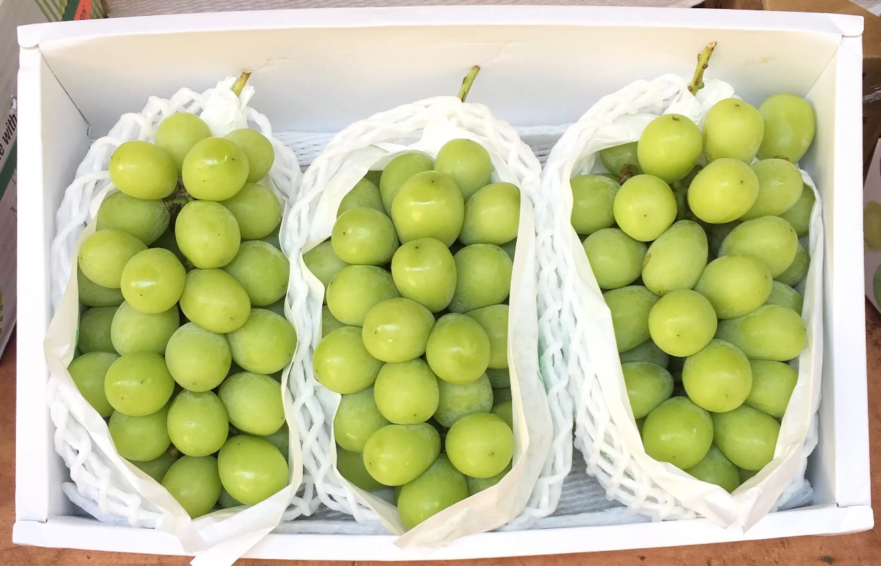 Anggur Shine Muscat beracun.