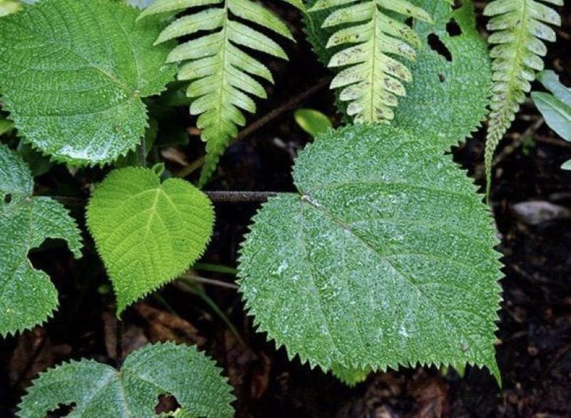 Gympie - gympie atau Dendrocnide moroides dijuluki sebagai tanaman penyengat atau tanaman bunuh diri karena racunnya.