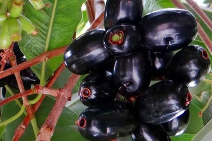 Buah duwet di pohonnya.