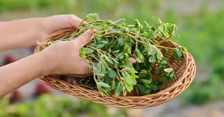 Krokot yang kaya akan kandungan nutrisi.
